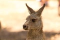 Cute kangaroo joey in a park