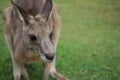 Cute kangaroo looking down