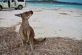 Cute kangaroo looking towards camera at Lucky Bay, Western Australia Royalty Free Stock Photo
