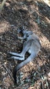 Cute kangaroo lying on the ground australia