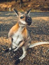Cute Kangaroo seeking for Attention Royalty Free Stock Photo
