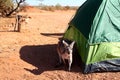 Cute kangaroo shelters next to tent in outback Western Australia