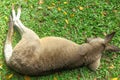 Cute Kangaroo sleeping in the grass