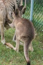 Cute Kangaroo whit his mom