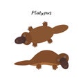 Cute Kawaii Australian platypus, isolated on white background. Can be used for cards for preschool children games, learning words