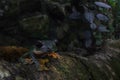 Cute kermit frog on the forest floor lf Costa Rica