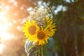 Cute kid boy hiding by bouquet of fields sunflowers in autumn sunset day. Autumn concept. Mothers day and thanksgiving concept Royalty Free Stock Photo