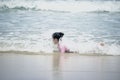 Cute kid having fun on sandy summer with blue sea, happy little girl playing on tropical beach, child with ocean waves Royalty Free Stock Photo