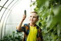 Cute kid teen boy picking harvesting ripe cucumbers in vegetable garden, greenhouse Royalty Free Stock Photo