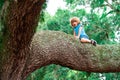 Cute kids boy climbing on the tree. Royalty Free Stock Photo