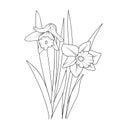 Cute kids coloring pages, easy daffodil flower drawing, narcissi flower black and white illustration, daffodil drawing for kids.