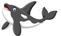 Cute killer whale cartoon posing Royalty Free Stock Photo
