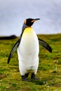 King penguin - Aptendytes patagonica - standing on meadow in South Georgia