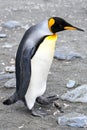 King penguin - Aptendytes patagonica - walking on grey stony beach in South Georgia Royalty Free Stock Photo