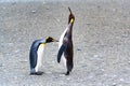 Two funny king penguins - Aptendytes patagonica - communicate by touching on body at beach in South Georgia