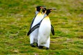 King penguins, three king penguins - Aptendytes patagonica - walking together in South Georgia