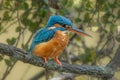 Cute Kingfisher, male Blued-eared Kingfisher Alcedo meninting