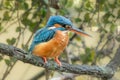 Cute Kingfisher, male Blued-eared Kingfisher