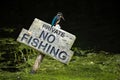 Cute kingfisher perching on a wooden scoreboard witten "private no fishing"