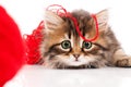 Cute kitten Royalty Free Stock Photo