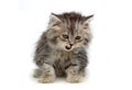 Cute Kitten Royalty Free Stock Photo