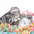 Cute kitten with alarm clock and streamers