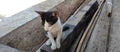 cute kitten alone on a wooden board Royalty Free Stock Photo