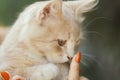 Cute kitten in the arms of a girl, a ginger cat takes caress from female hands, finger on pet nose, a woman and a cat walking in