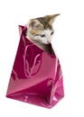 Cute kitten in the bag Royalty Free Stock Photo