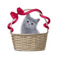 cute kitten in the basket hand drawn illustration, clipart