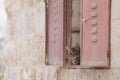 Cute kitten behind window looking to camera Royalty Free Stock Photo