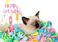 Cute kitten and birthday party decorations Royalty Free Stock Photo