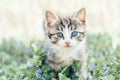 Cute kitten Royalty Free Stock Photo