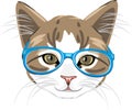 Cute kitten in blue glasses