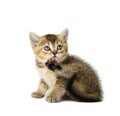 Cute kitten of breed Scottish golden chinchilla sits on a white background Royalty Free Stock Photo