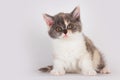 Cute kitten breed Selkirk Rex cat sitting on a light gray background in Studio