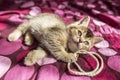 cute kitten British golden chinchilla is ticked on a colored blanket