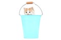 Cute kitten in bucket Royalty Free Stock Photo