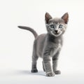 cute kitten on white