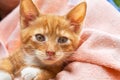 Cute kitten cat Royalty Free Stock Photo