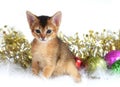 Cute kitten with christmas balls