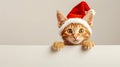 Cute kitten in christmas hat peeking behind blank banner, adorable holiday pet peekaboo