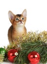 Cute kitten with christmas tree and balls Royalty Free Stock Photo