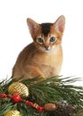 Cute kitten with christmas tree and balls Royalty Free Stock Photo