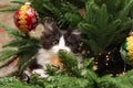 Cute Kitten Climbing on a Christmas Tree Royalty Free Stock Photo