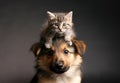 cute kitten climbing on puppies head. pet friendship concept