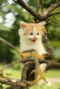 Cute kitten climbing tree and meowing funny Royalty Free Stock Photo