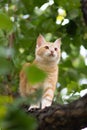 Cute kitten climbs a tree trunk in the garden, a curious pet walking, hunting and playing outdoors in summer