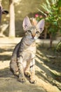 cute kitten close up, cat pet animal portrait domestic, green grass background baby Royalty Free Stock Photo