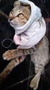 A cute kitten with a cloth on its head makes it adorable